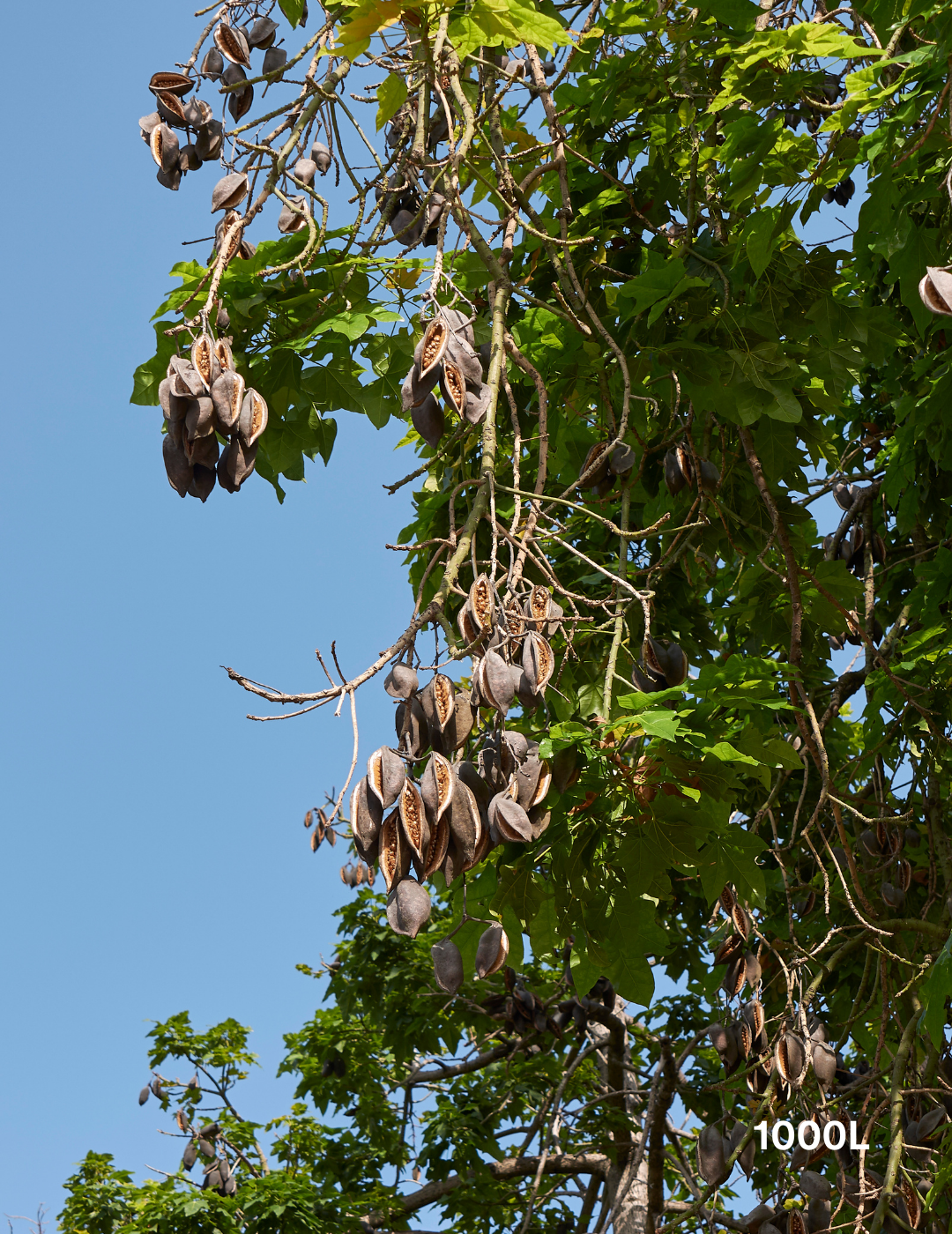 Brachychiton rupestris - Bottle Tree - Evergreen Trees Direct