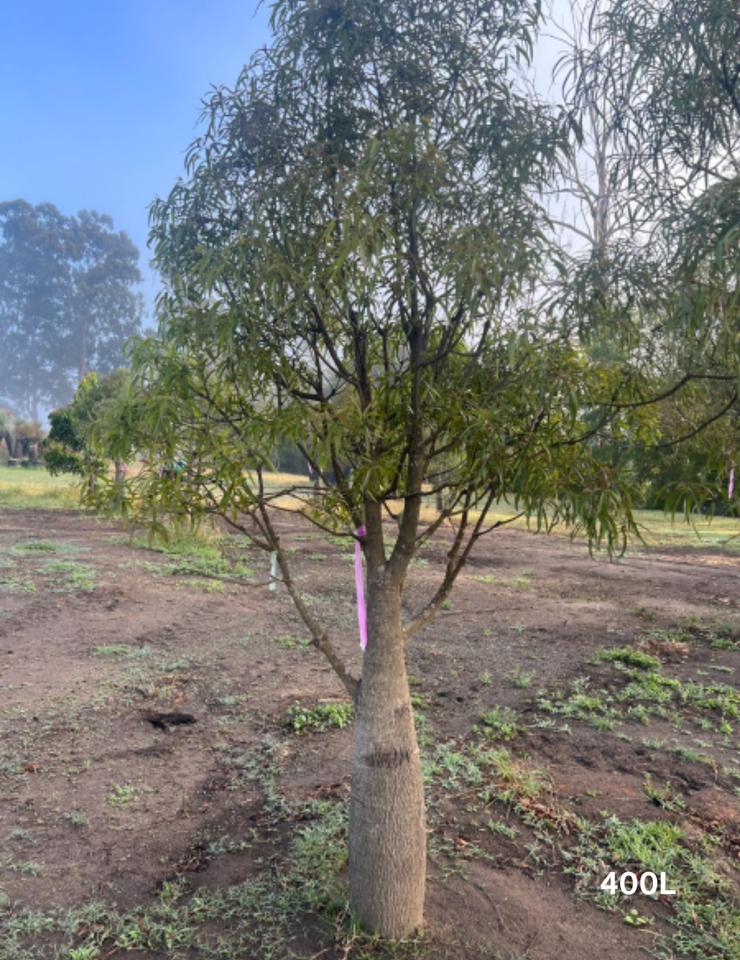 Brachychiton rupestris - Bottle Tree - Evergreen Trees Direct