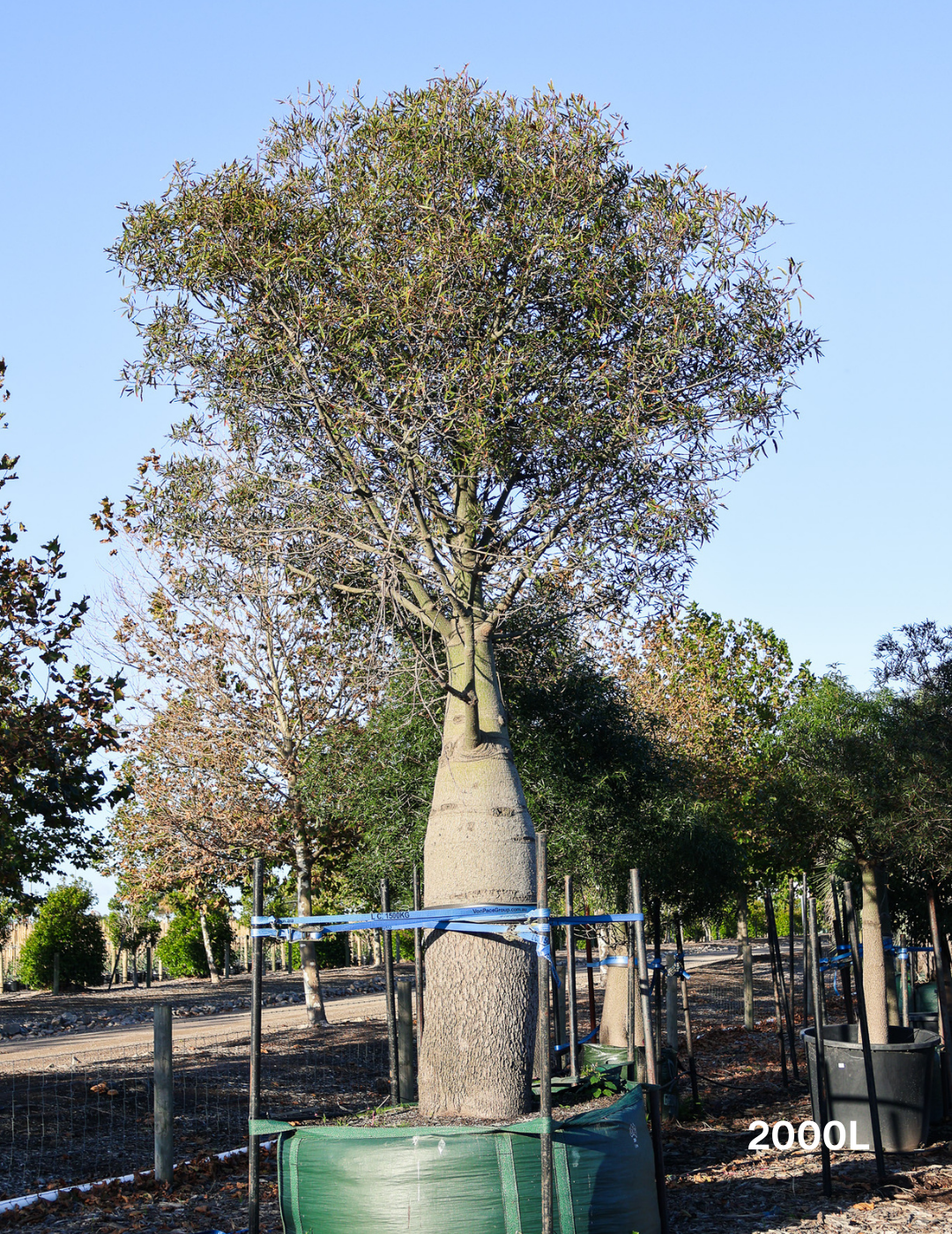 Brachychiton rupestris - Bottle Tree - Evergreen Trees Direct