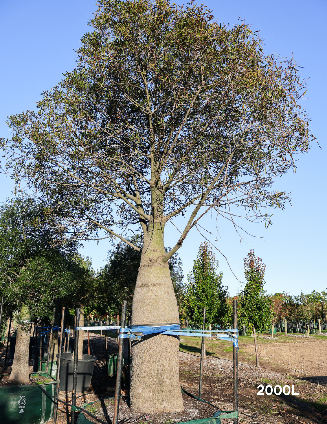Brachychiton rupestris - Bottle Tree - Evergreen Trees Direct