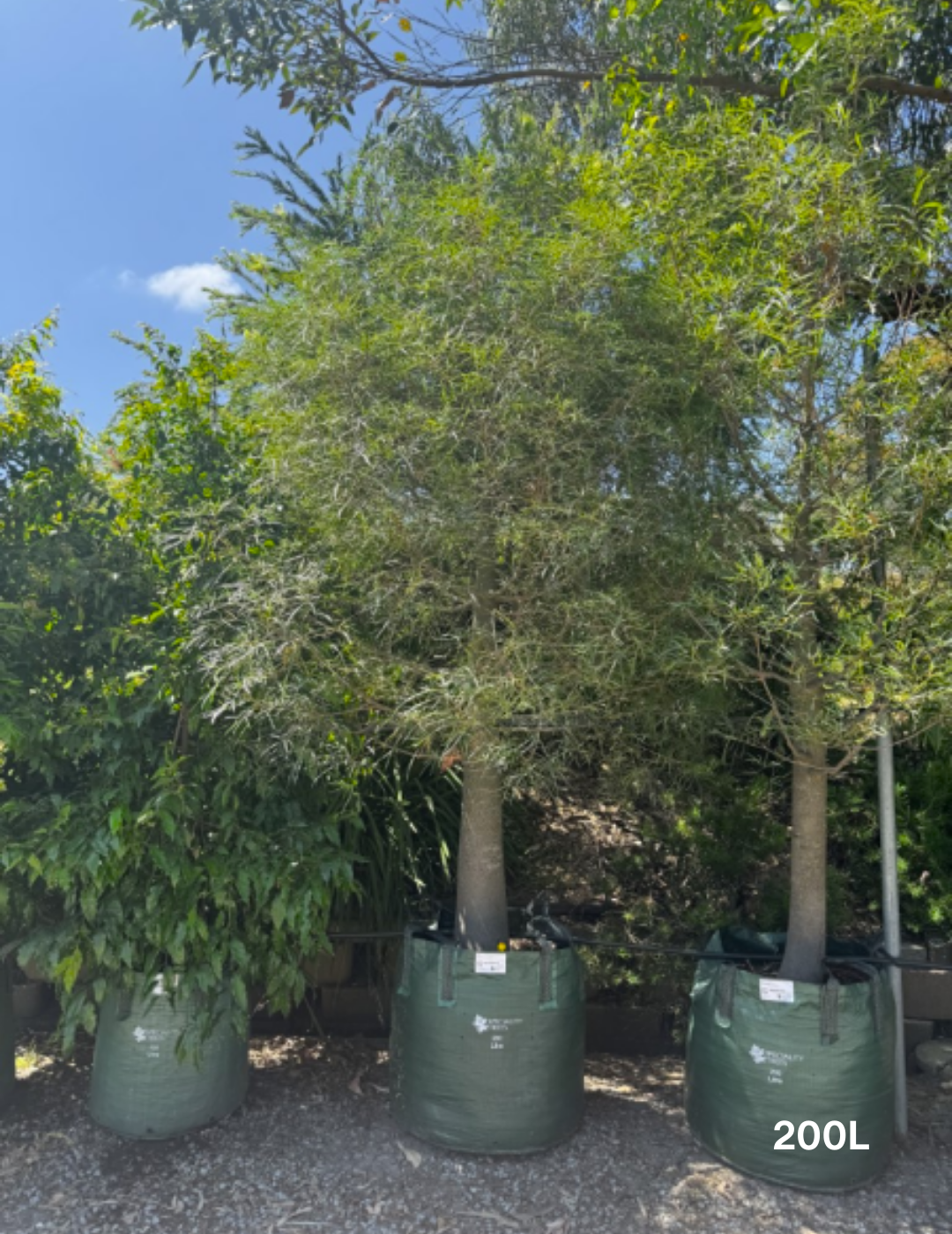 Brachychiton rupestris - Bottle Tree - Evergreen Trees Direct