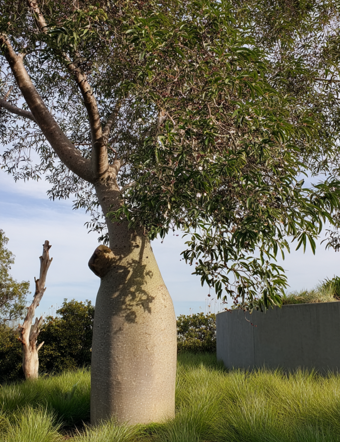 Brachychiton rupestris - Bottle Tree - Evergreen Trees Direct