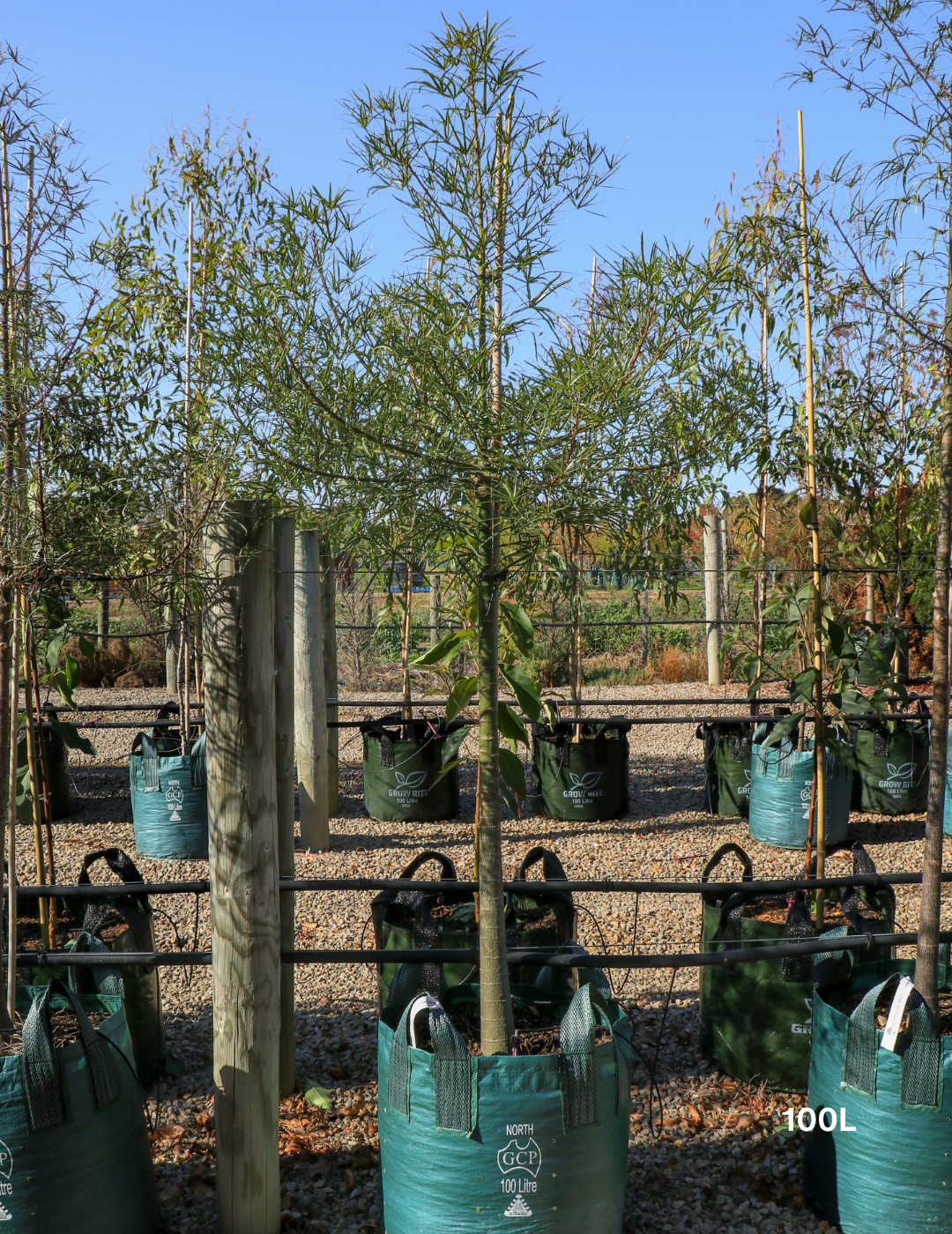 Brachychiton rupestris - Bottle Tree - Evergreen Trees Direct