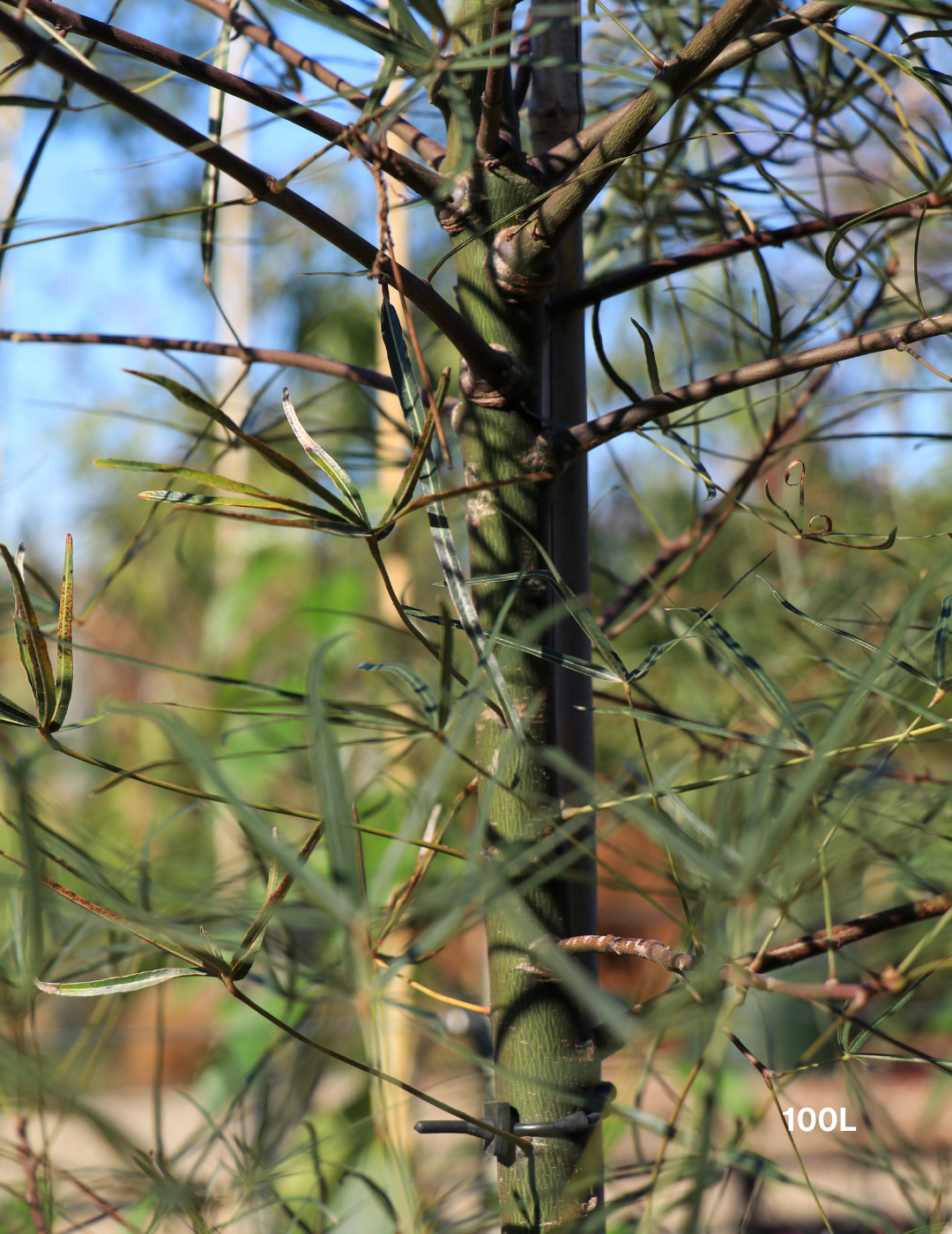 Brachychiton rupestris - Bottle Tree - Evergreen Trees Direct