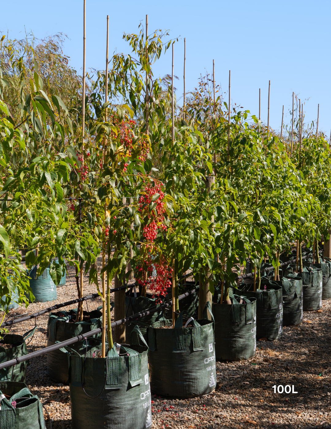 Brachychiton populneus x acerifolius 'Jerilderie Red' - Evergreen Trees Direct