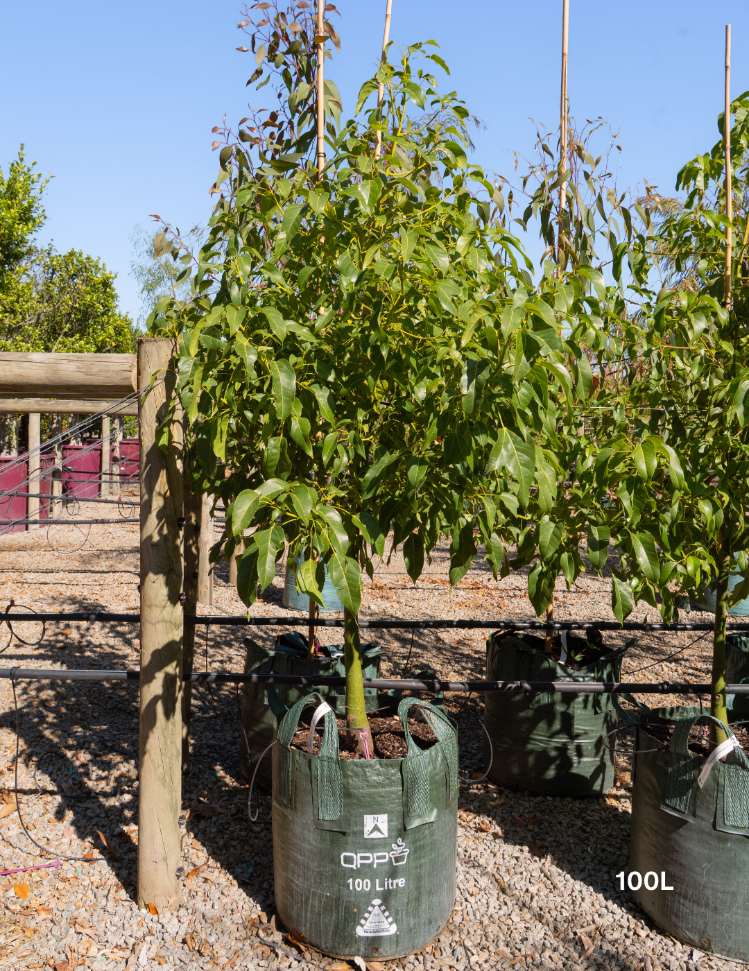 Brachychiton populneus x acerifolius 'Jerilderie Red' - Evergreen Trees Direct