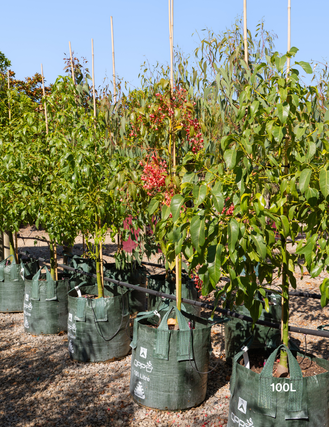 Brachychiton populneus x acerifolius 'Jerilderie Red' - Evergreen Trees Direct