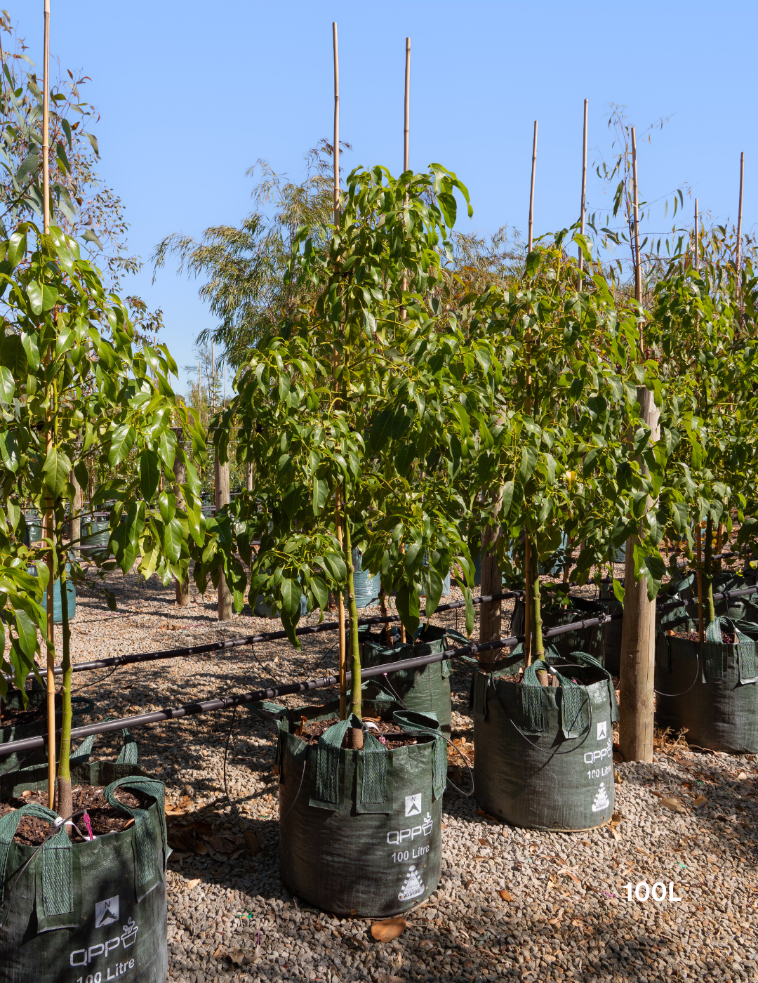 Brachychiton populneus x acerifolius 'Jerilderie Red' - Evergreen Trees Direct