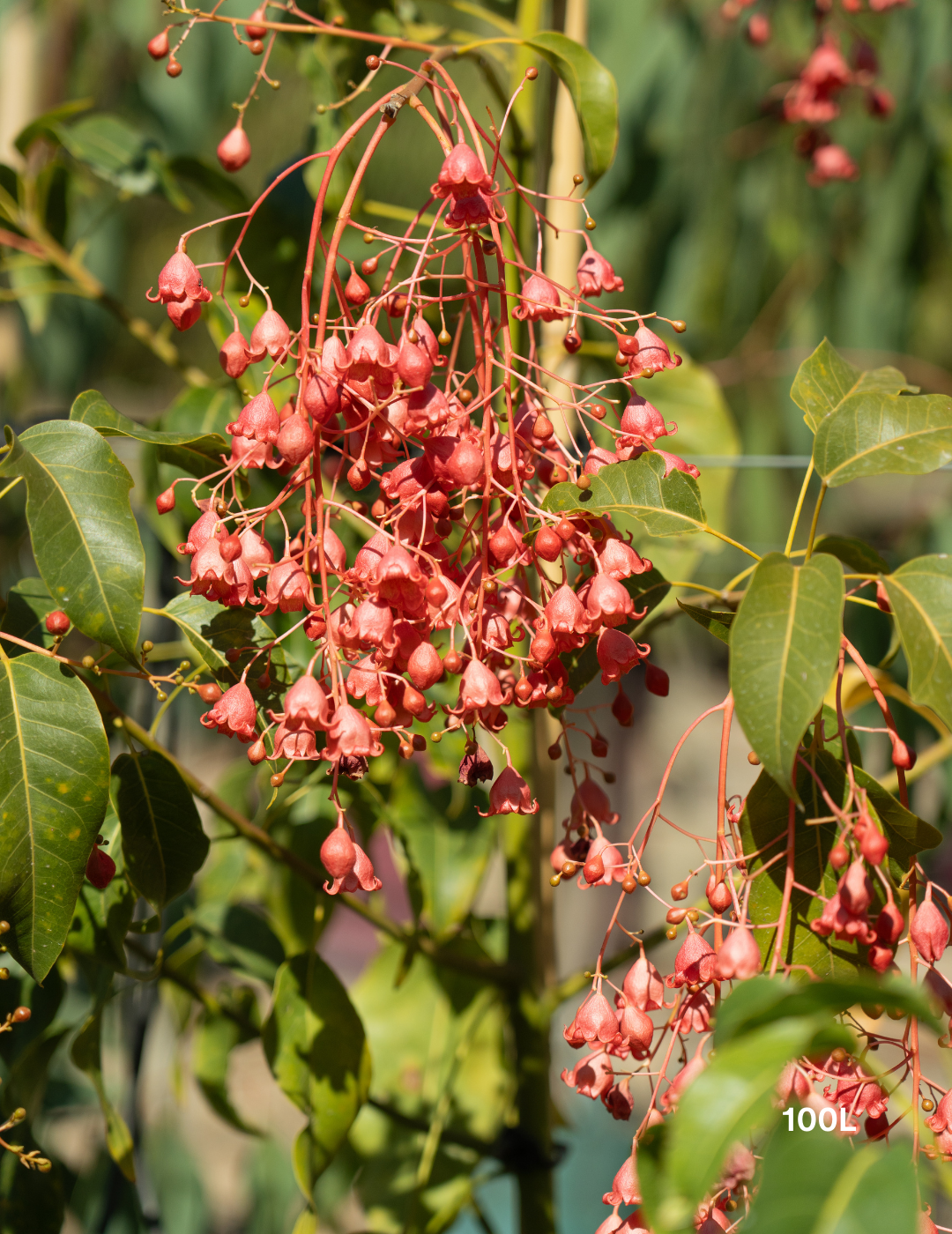 Brachychiton populneus x acerifolius 'Jerilderie Red' - Evergreen Trees Direct