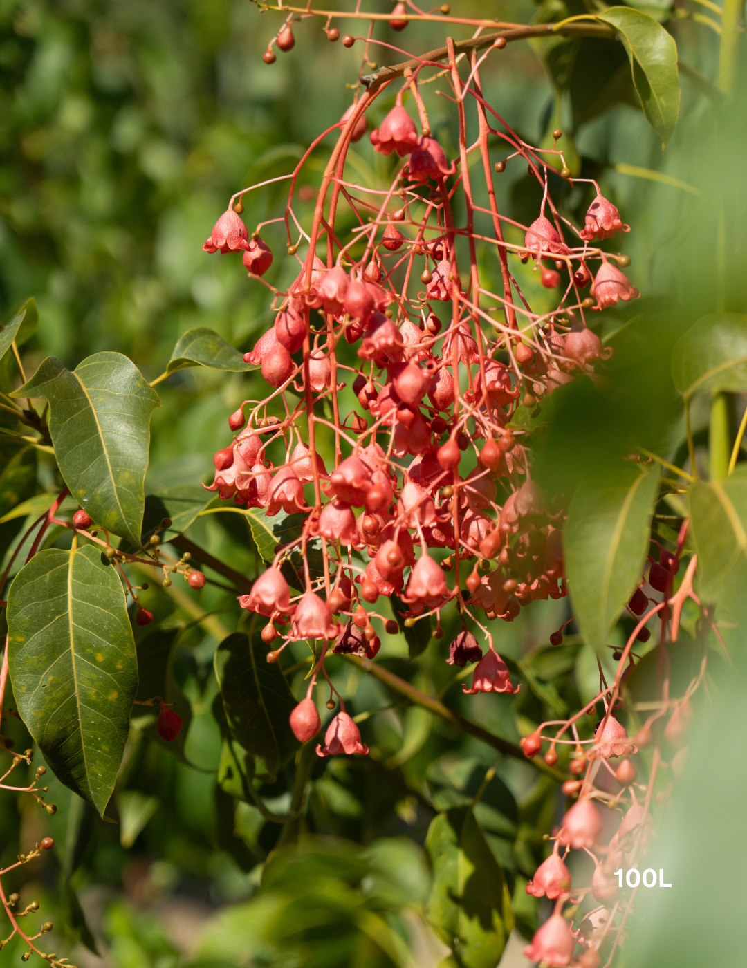 Brachychiton populneus x acerifolius 'Jerilderie Red' - Evergreen Trees Direct