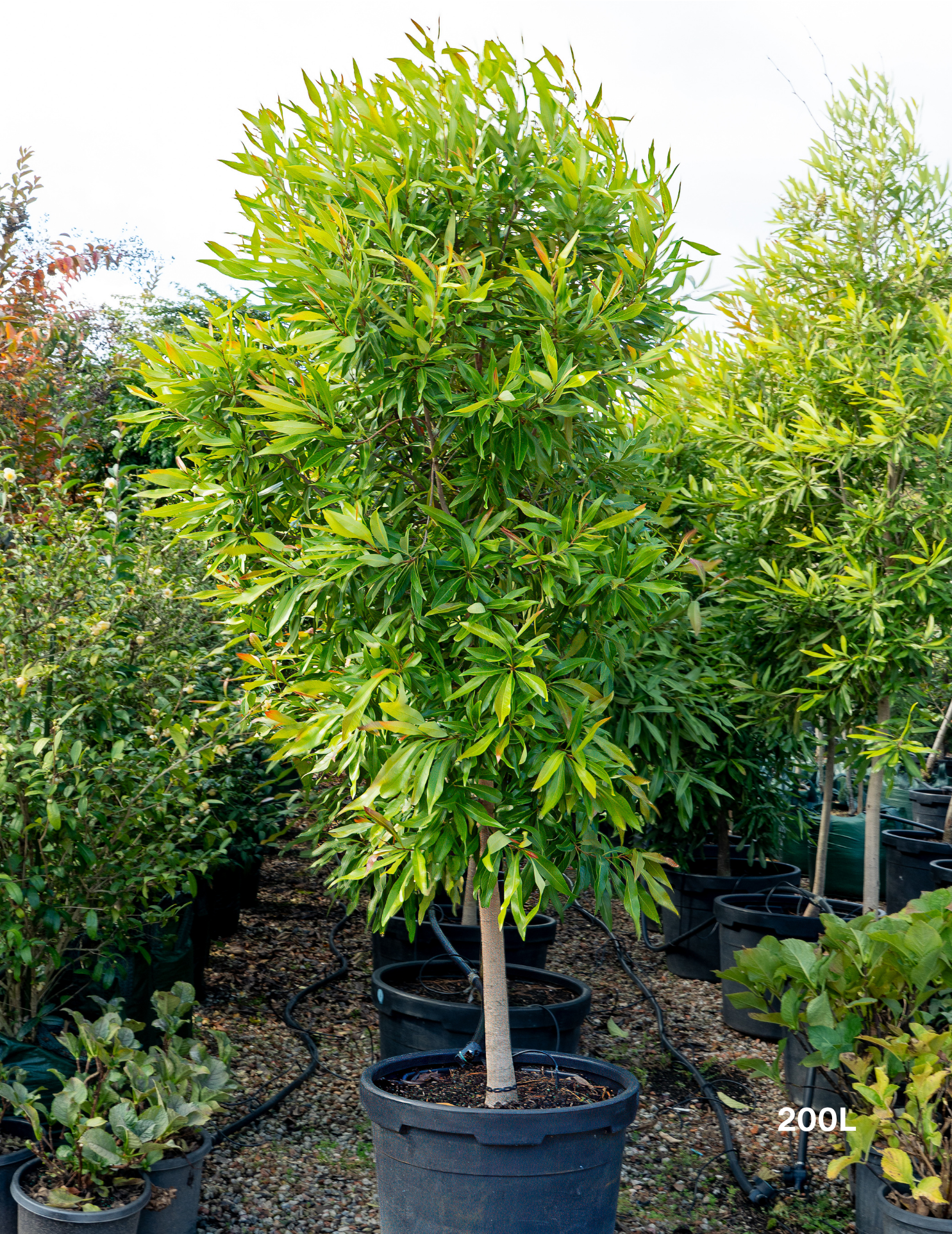 Buckinghamia celsissima Ivory Curl Tree
