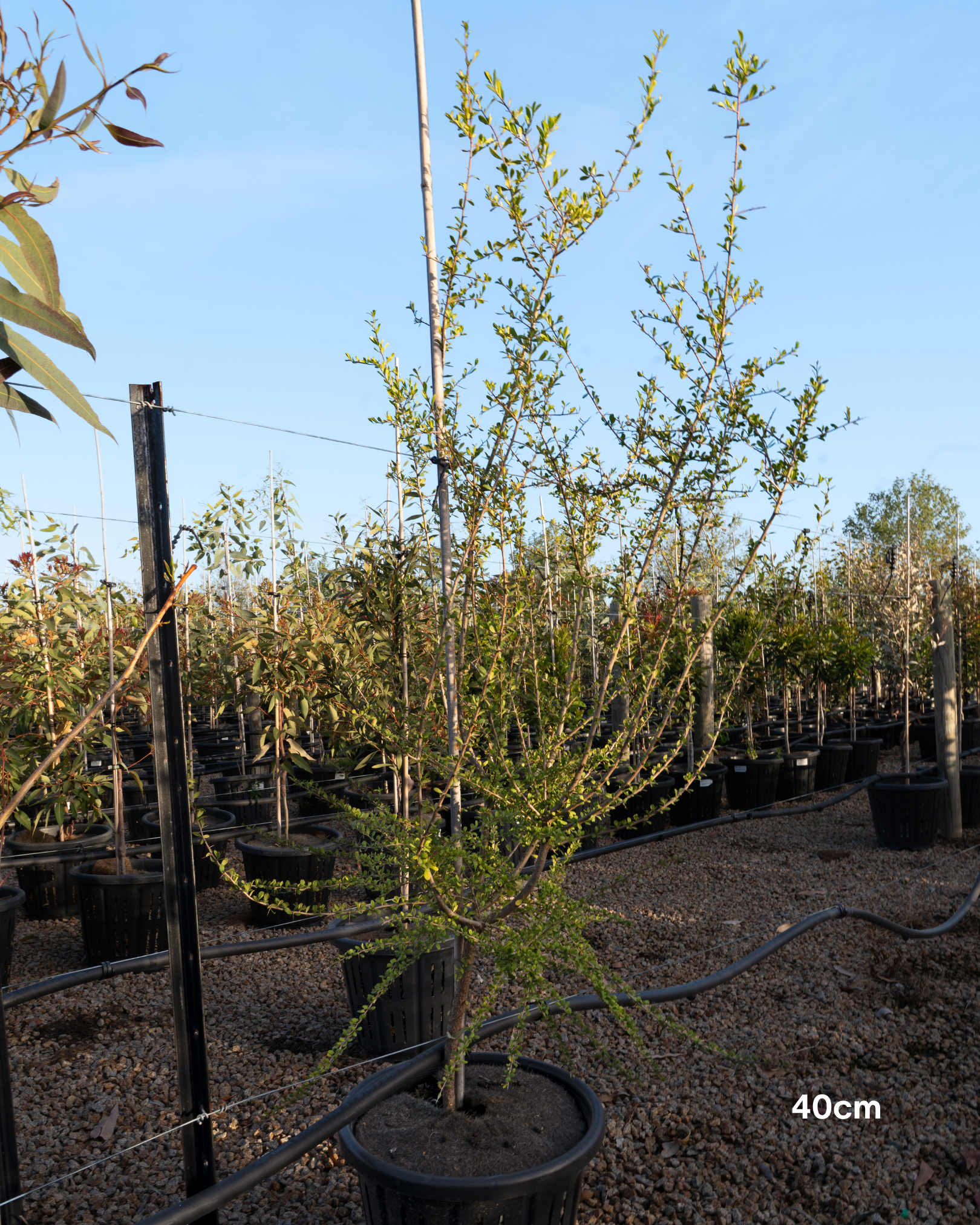 Bursaria spinosa