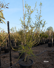 Bursaria spinosa