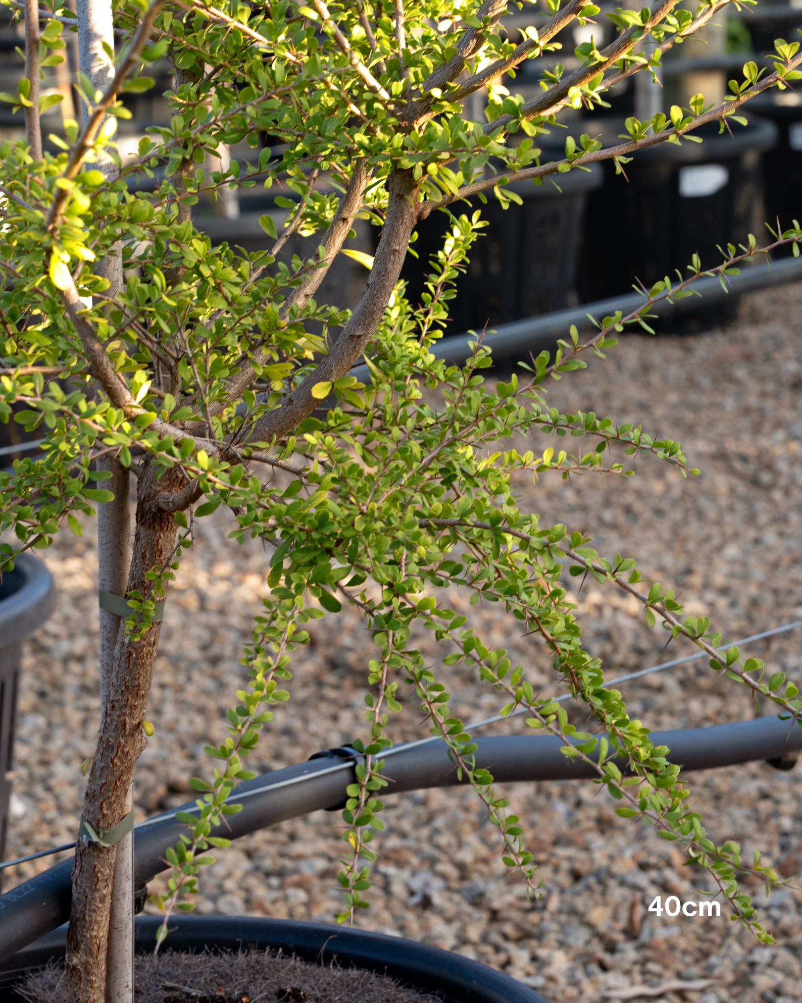 Bursaria spinosa