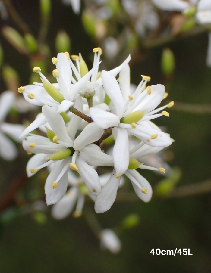 Bursaria spinosa - Evergreen Trees Direct