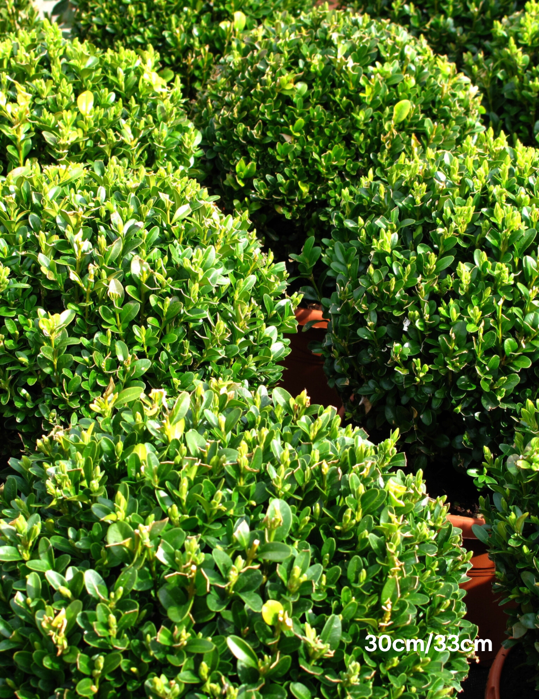 Buxus sempervirens English Box Topiary Balls - Evergreen Trees Direct