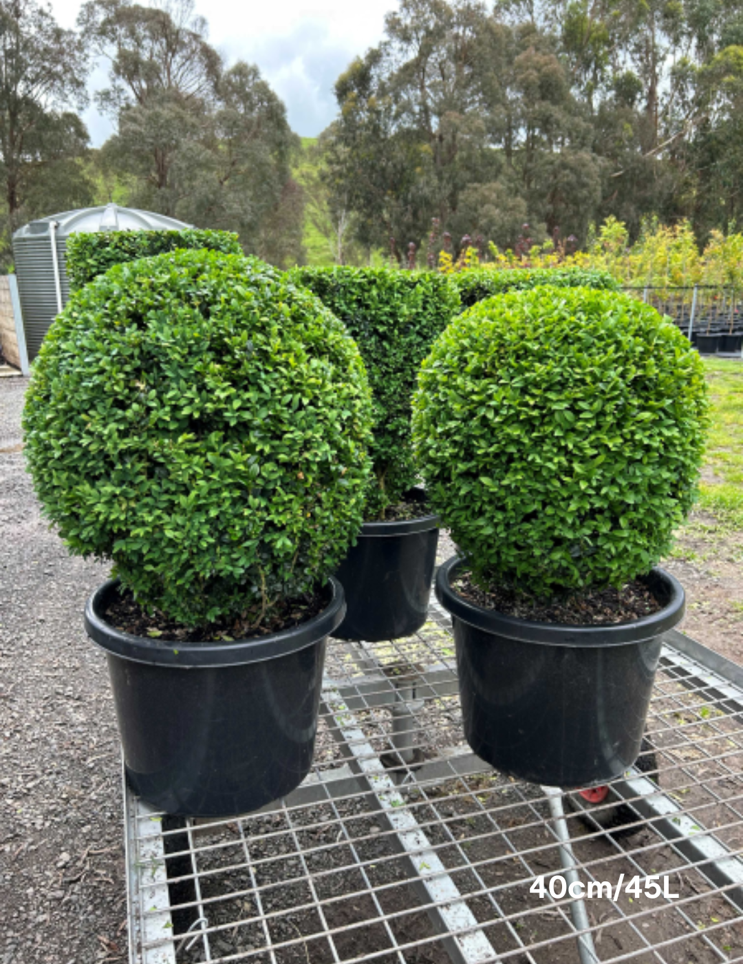 Buxus sempervirens English Box Topiary Balls - Evergreen Trees Direct