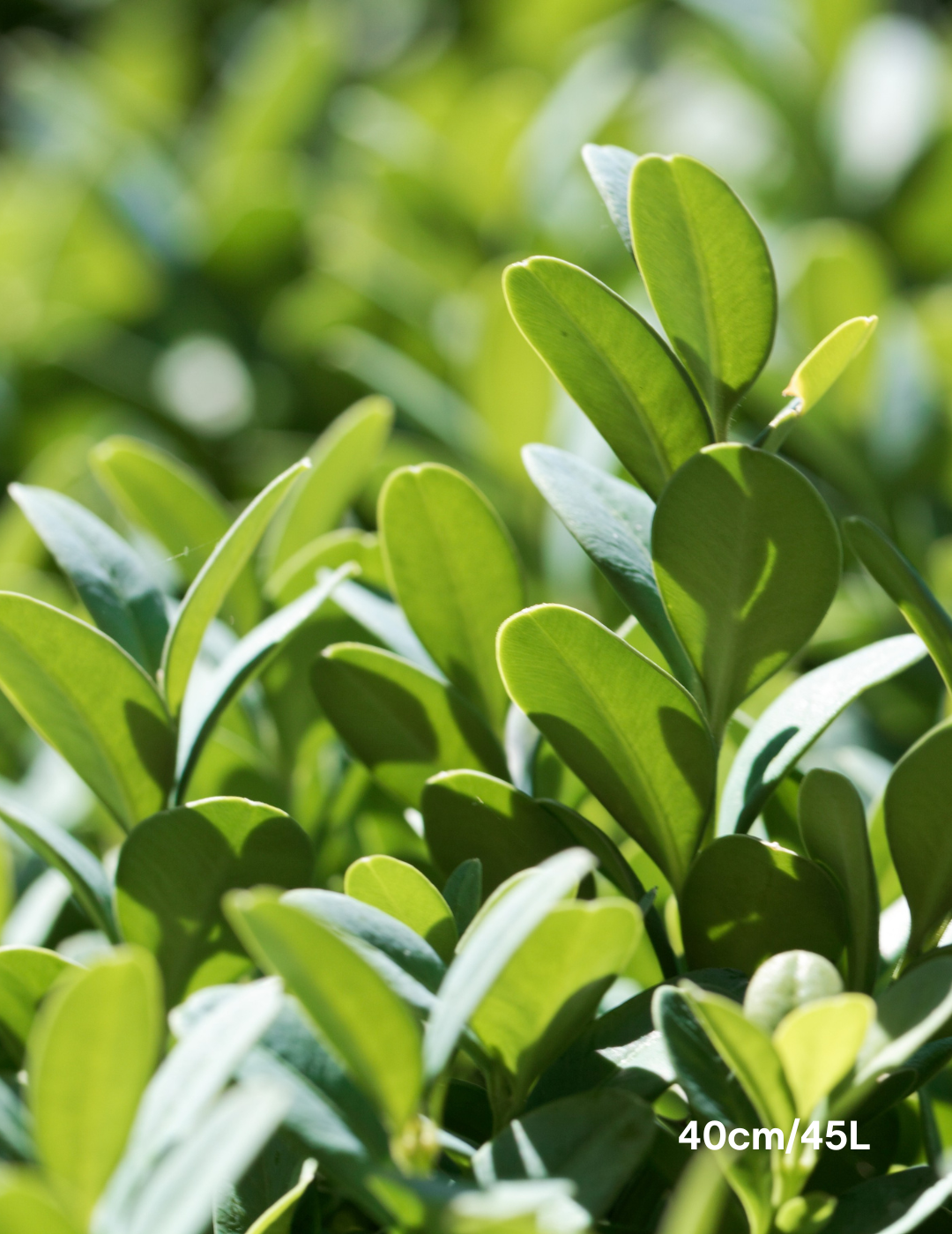 Buxus sempervirens English Box Topiary Balls - Evergreen Trees Direct