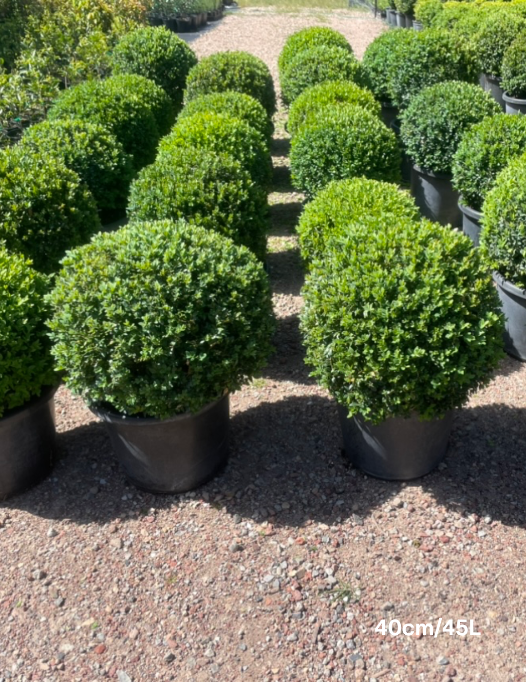 Buxus sempervirens English Box Topiary Balls - Evergreen Trees Direct