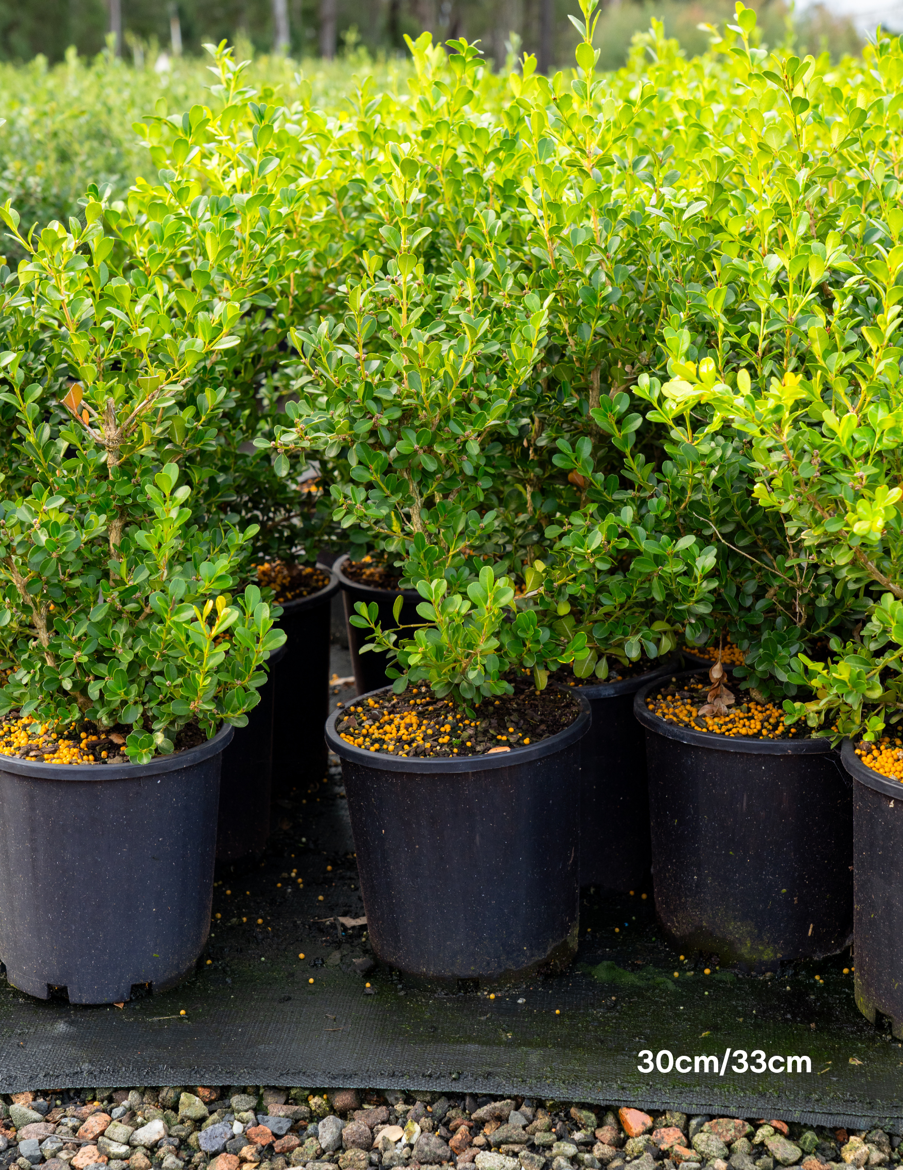 Buxus japonica (Hedging Form) – Japanese Box