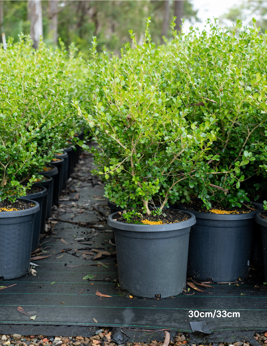 Buxus japonica (Hedging Form) – Japanese Box
