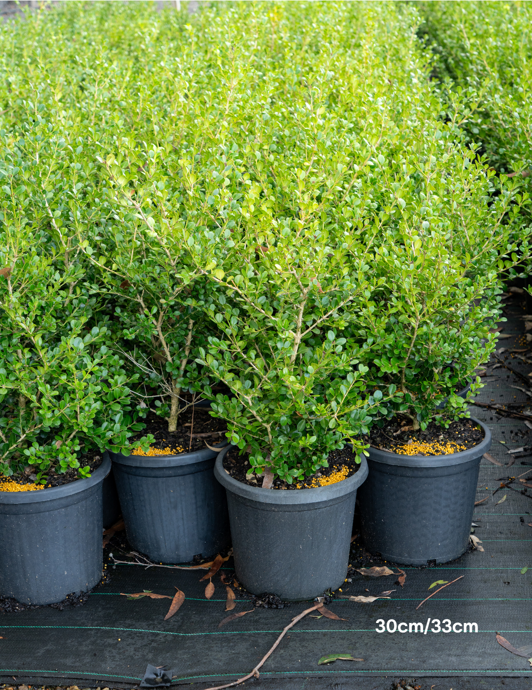 Buxus japonica (Hedging Form) – Japanese Box