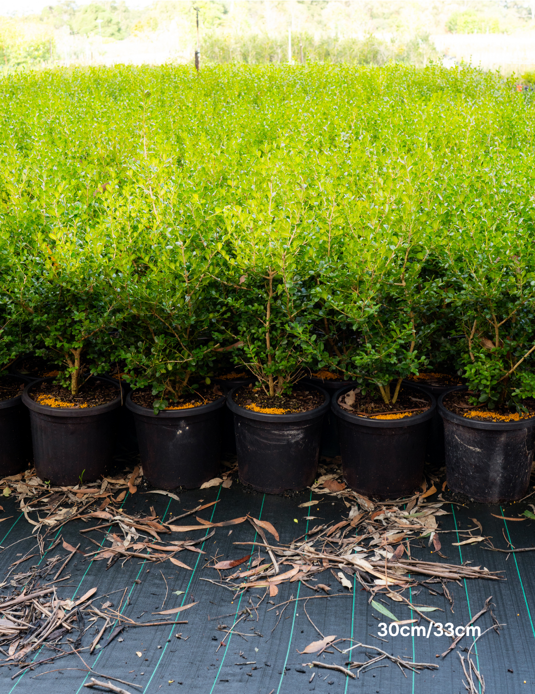 Buxus japonica (Hedging Form) – Japanese Box