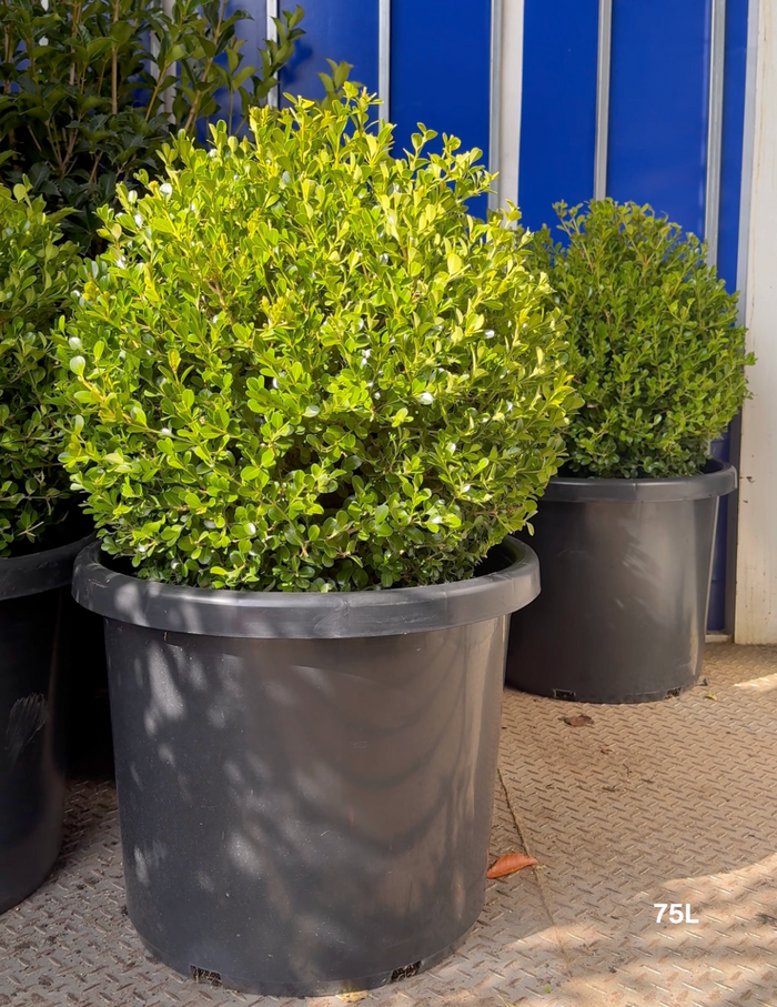 Buxus Japonica (Japanese Boxwood) - Evergreen Trees Direct