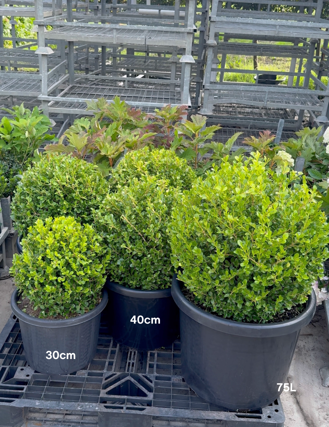 Buxus Japonica (Japanese Boxwood) - Evergreen Trees Direct