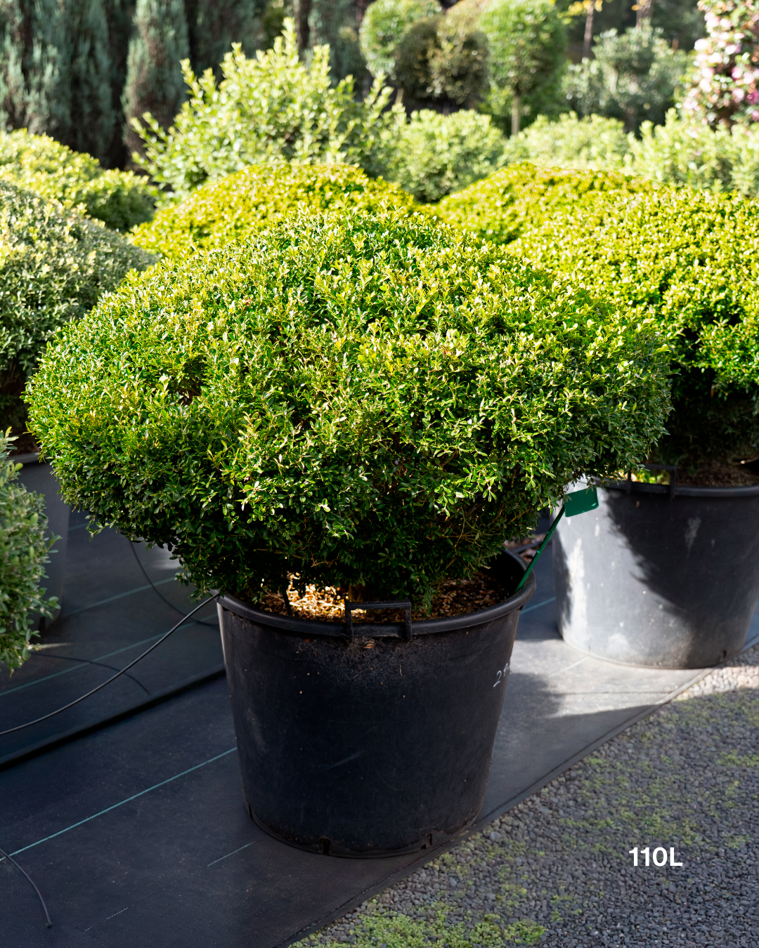 Buxus microphylla Saucer – Small-Leaved Box