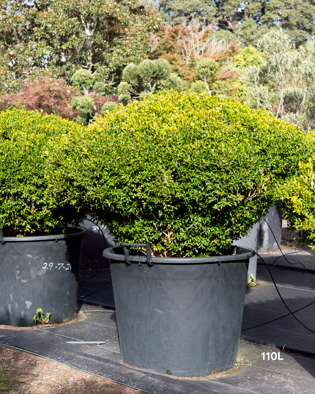 Buxus microphylla Saucer – Small-Leaved Box