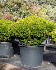 Buxus microphylla Saucer – Small-Leaved Box