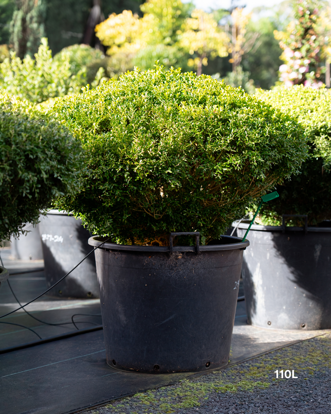 Buxus microphylla Saucer – Small-Leaved Box