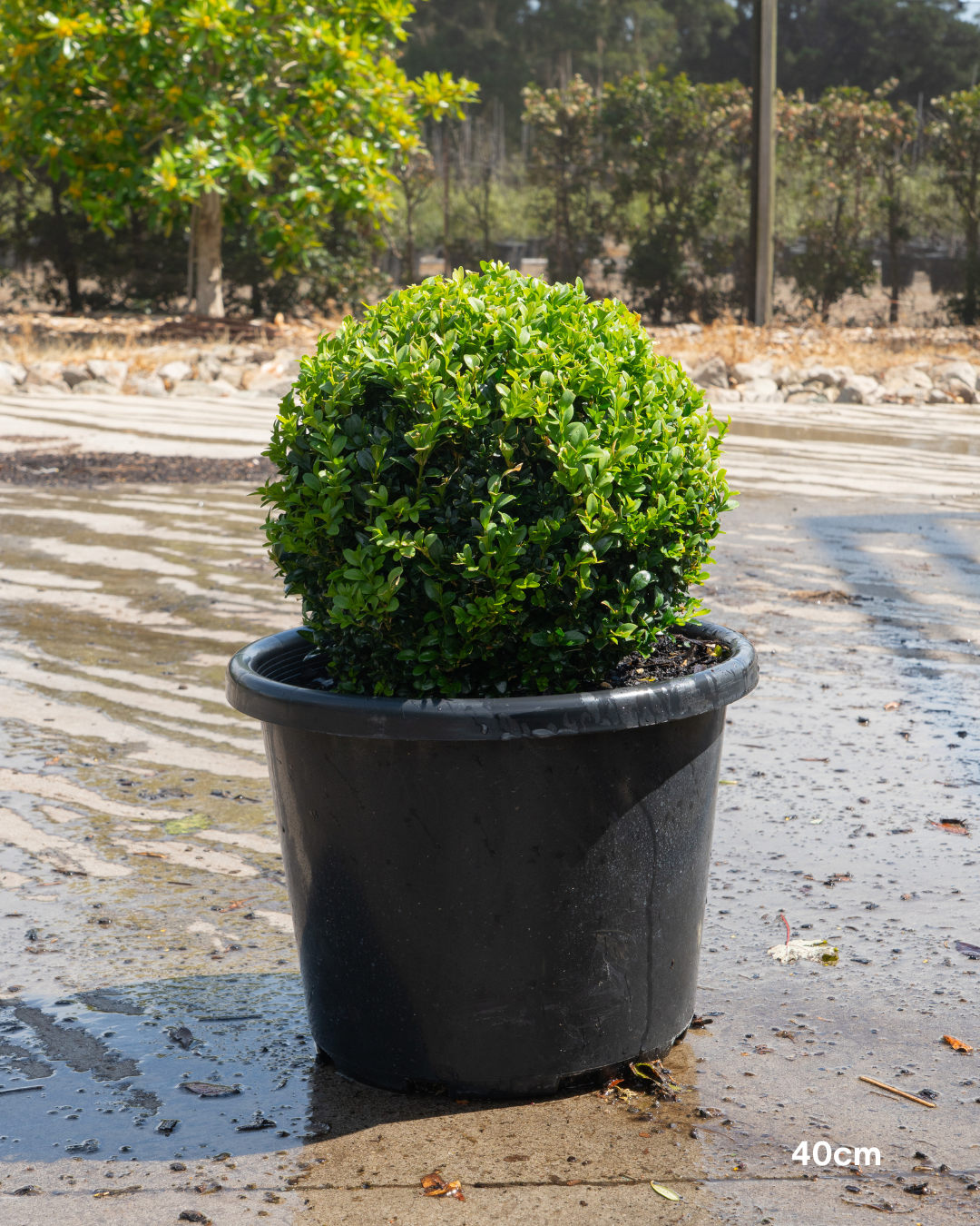 Buxus sempervirens English Box Topiary Balls - Sale - Evergreen Trees Direct