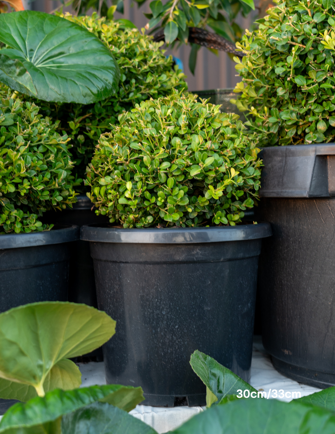Buxus japonica Japanese Box Topiary Balls