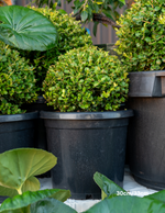 Buxus japonica Japanese Box Topiary Balls