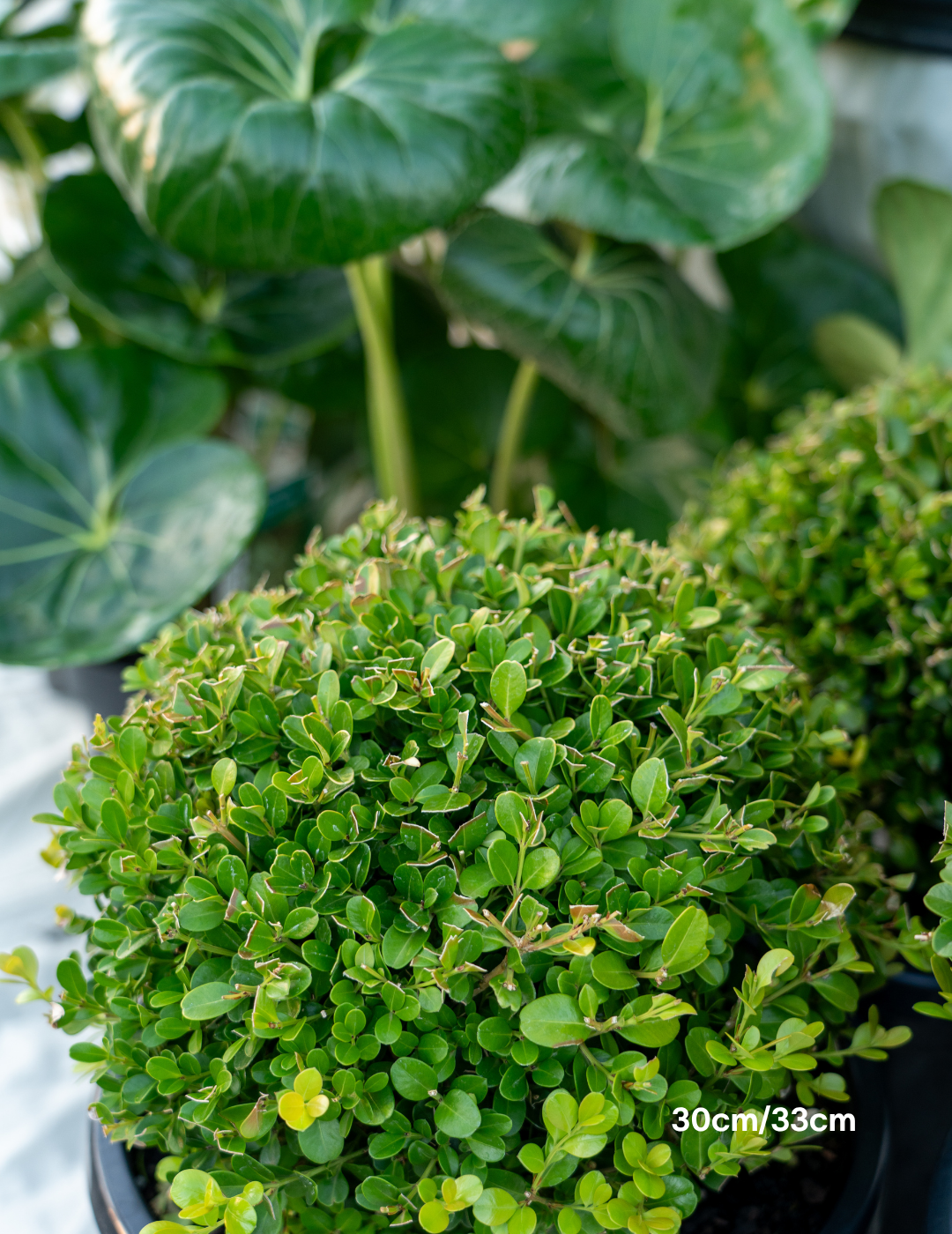 Buxus Japonica - Japanese Boxwood Balls