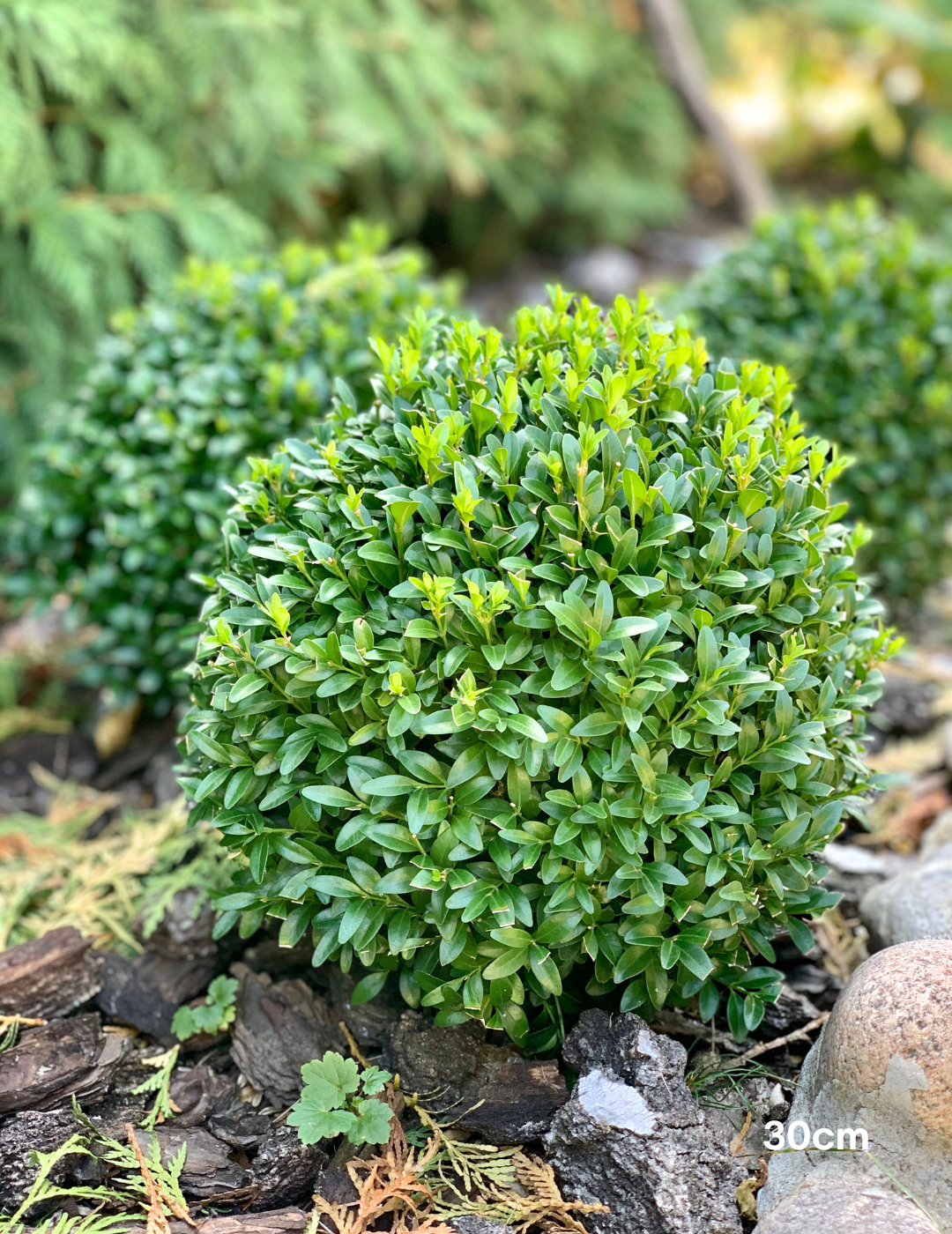 Buxus Japonica