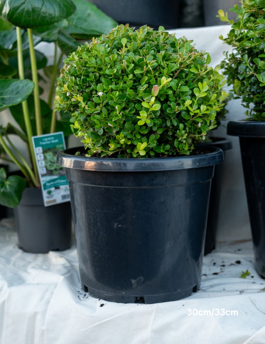 Buxus Japonica - Japanese Boxwood Balls
