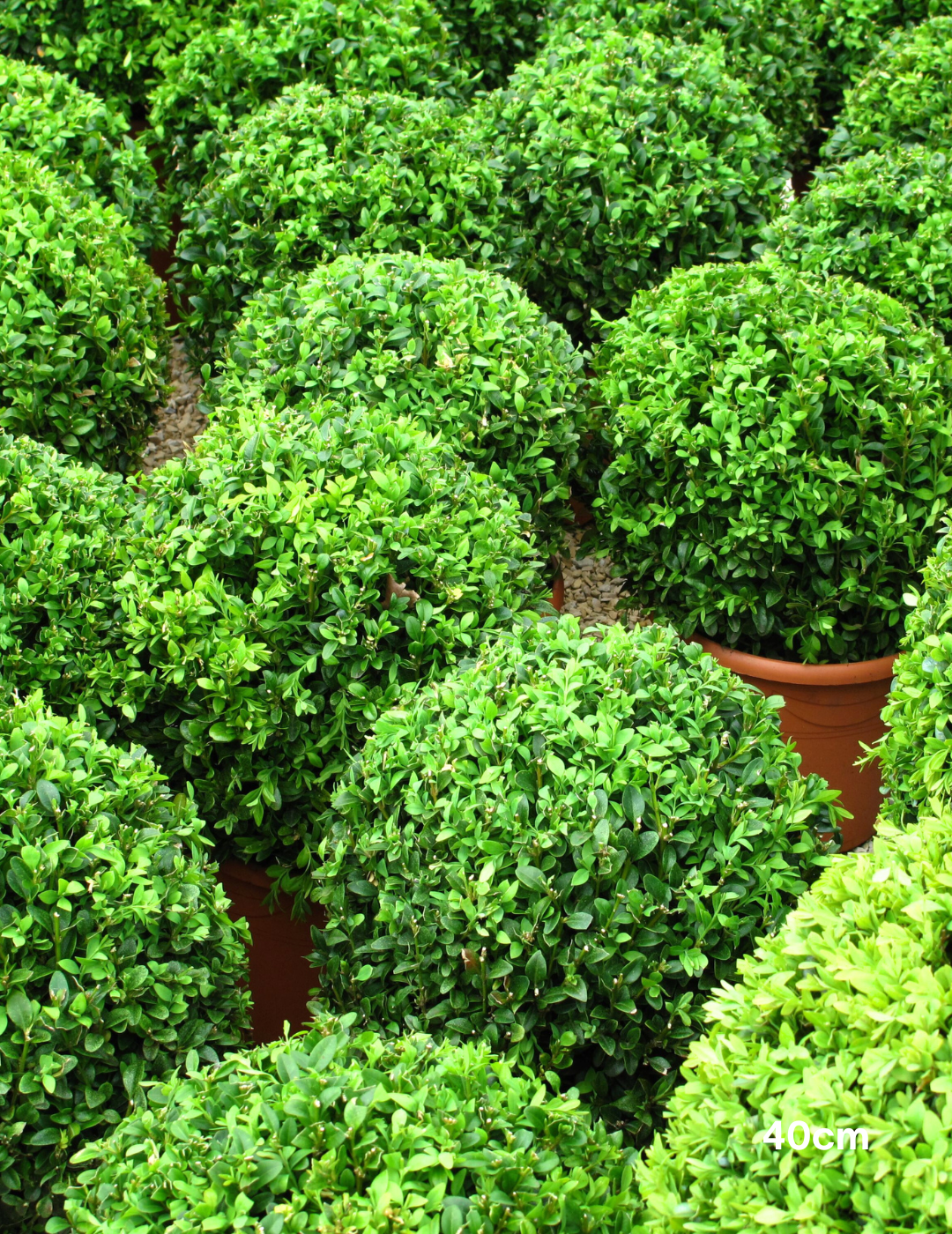Buxus Japonica