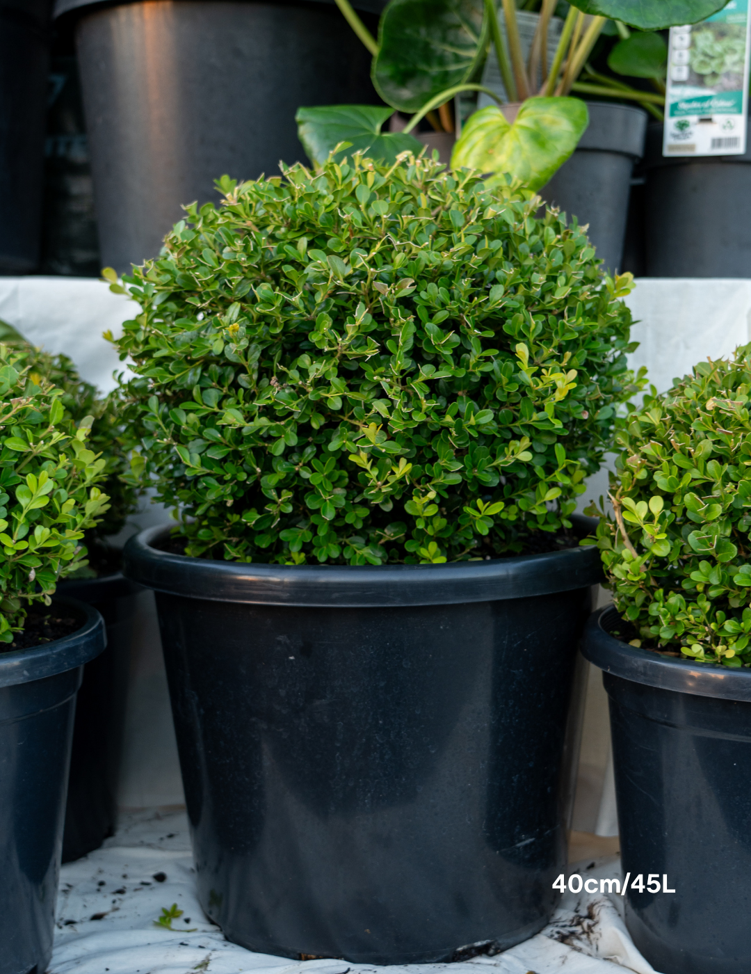 Buxus japonica Japanese Box Topiary Balls