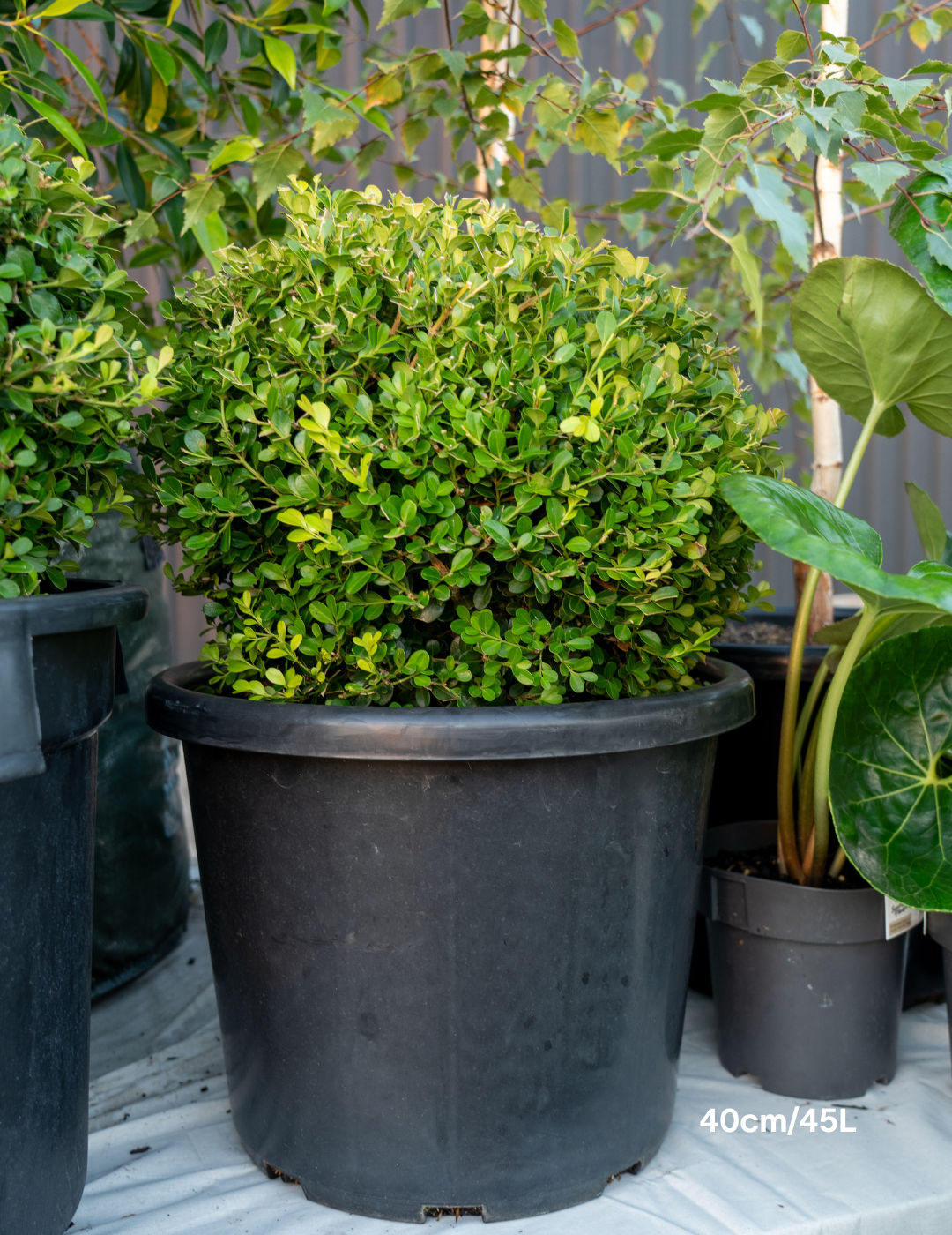 Buxus japonica Japanese Box Topiary Balls