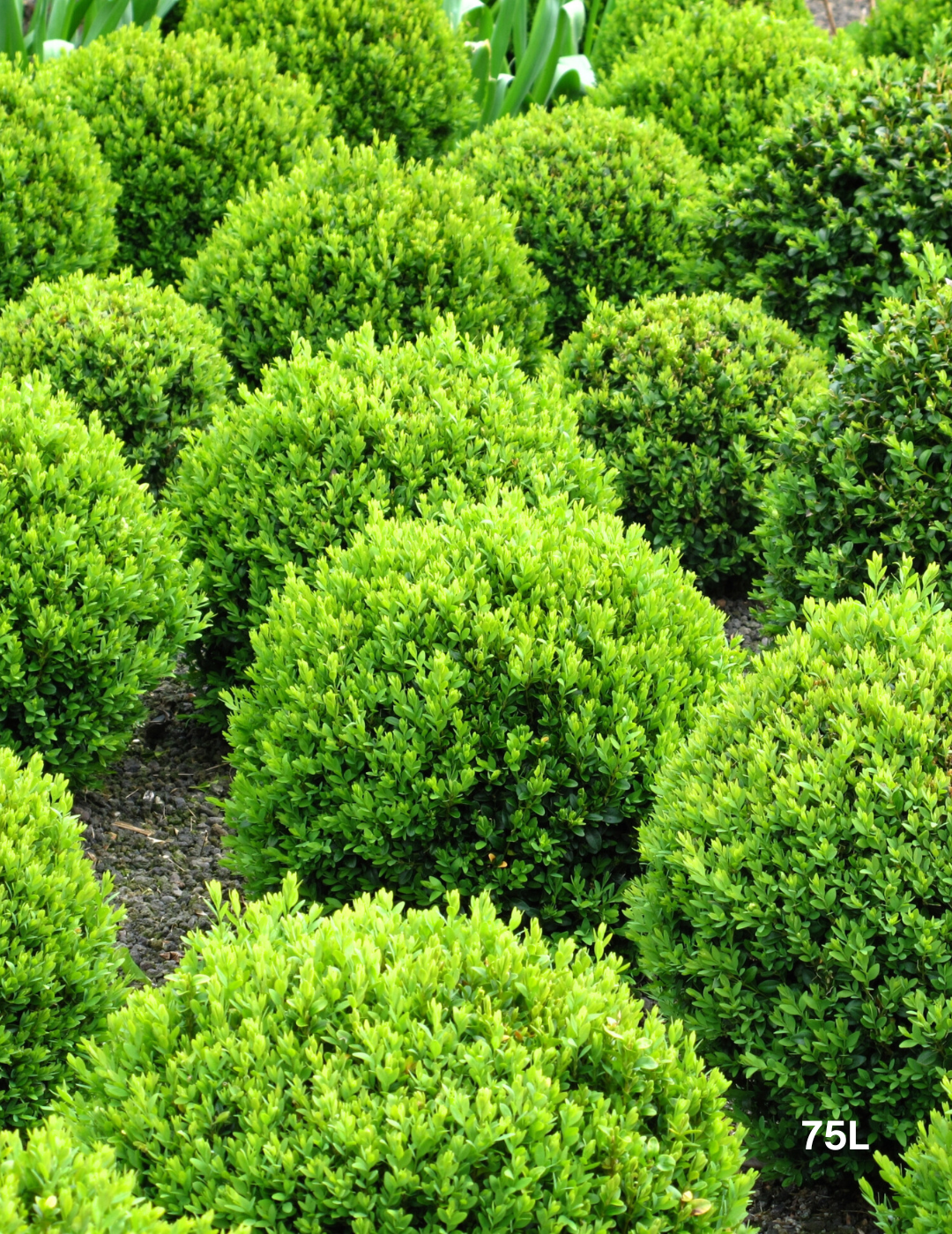 Buxus Japonica