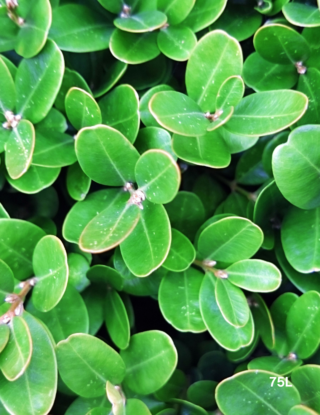 Buxus Japonica