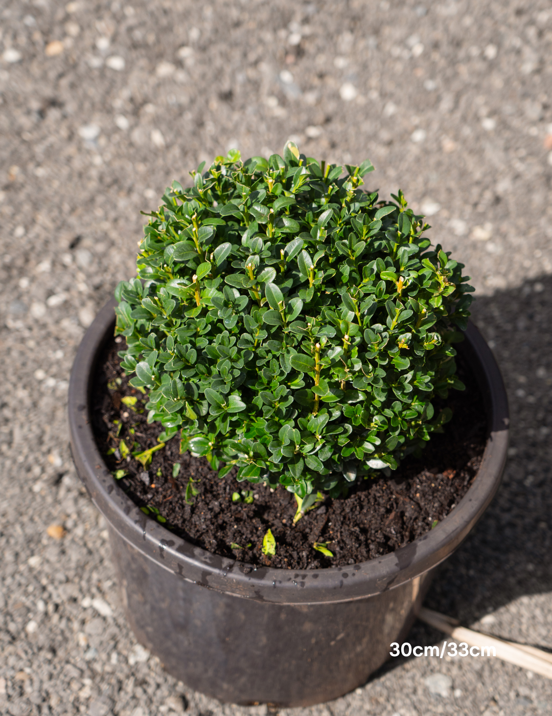 Buxus japonica Japanese Box Topiary Balls