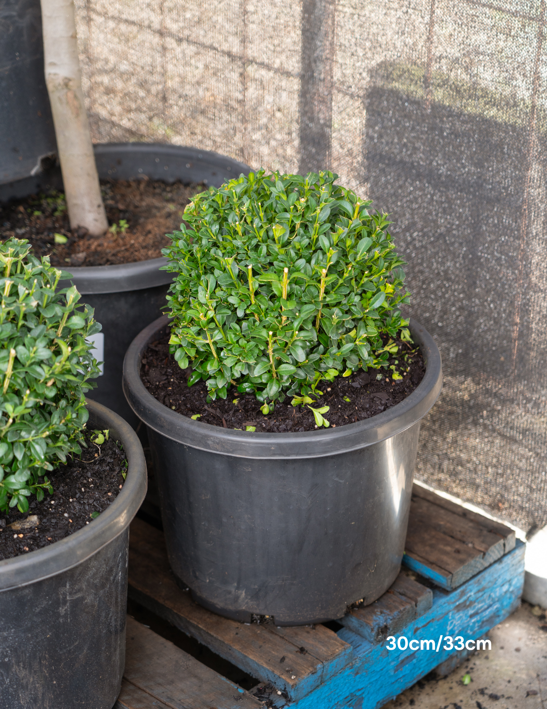 Buxus japonica Japanese Box Topiary Balls