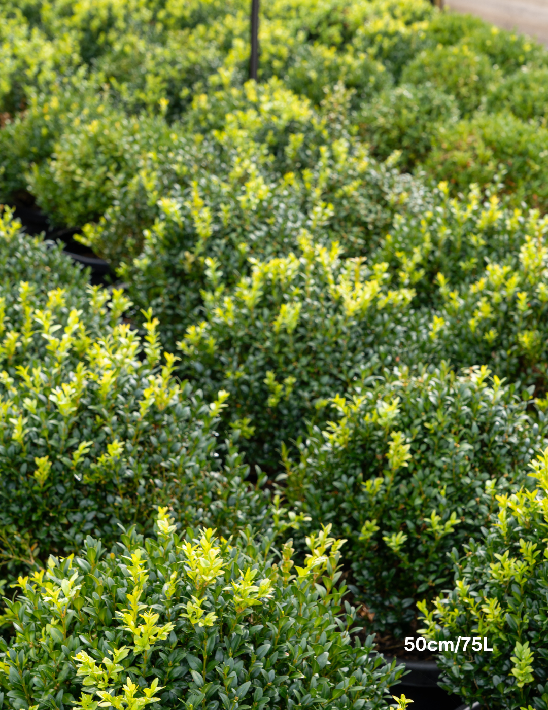 Buxus sempervirens English Box Topiary Balls - Evergreen Trees Direct