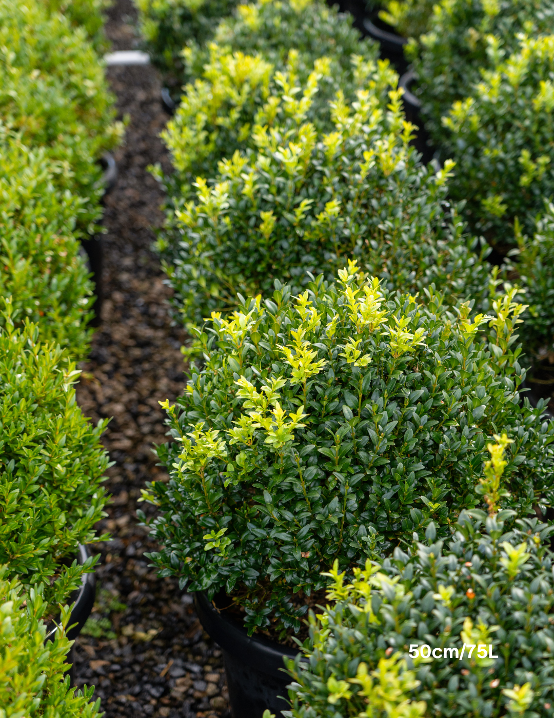 Buxus sempervirens English Box Topiary Balls - Evergreen Trees Direct
