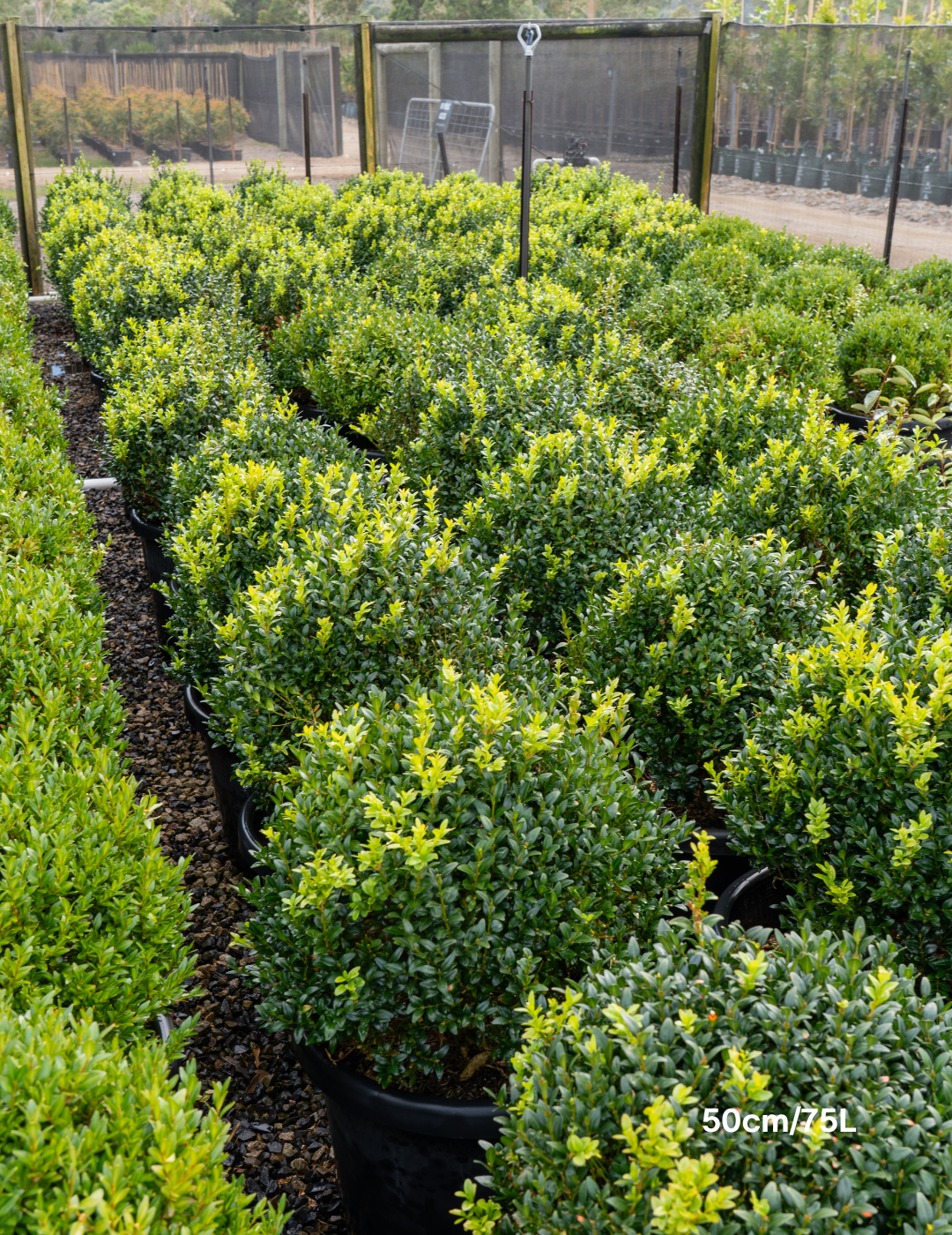 Buxus sempervirens English Box Topiary Balls - Evergreen Trees Direct