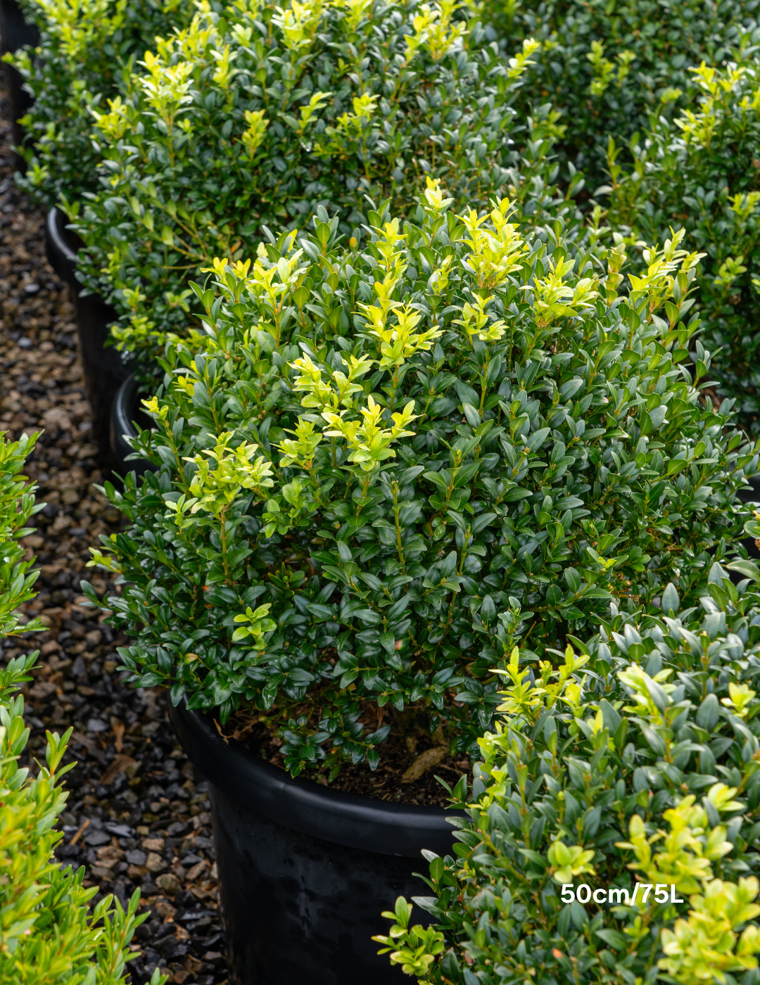 Buxus sempervirens English Box Topiary Balls - Evergreen Trees Direct